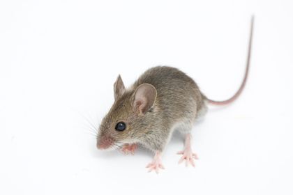 Rat control
