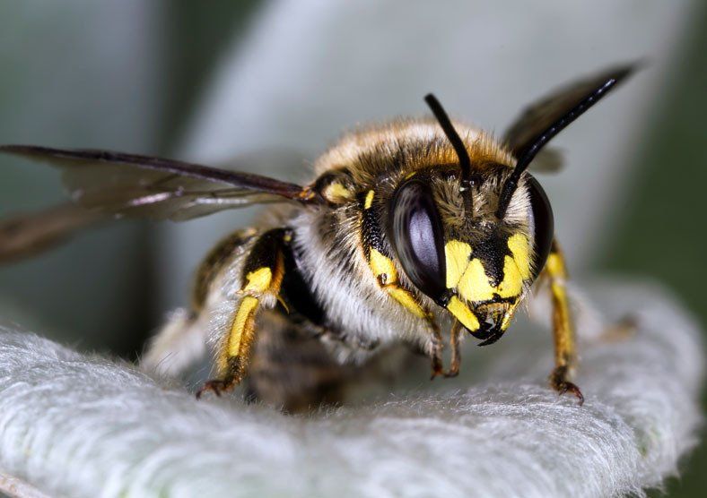 Pest control services