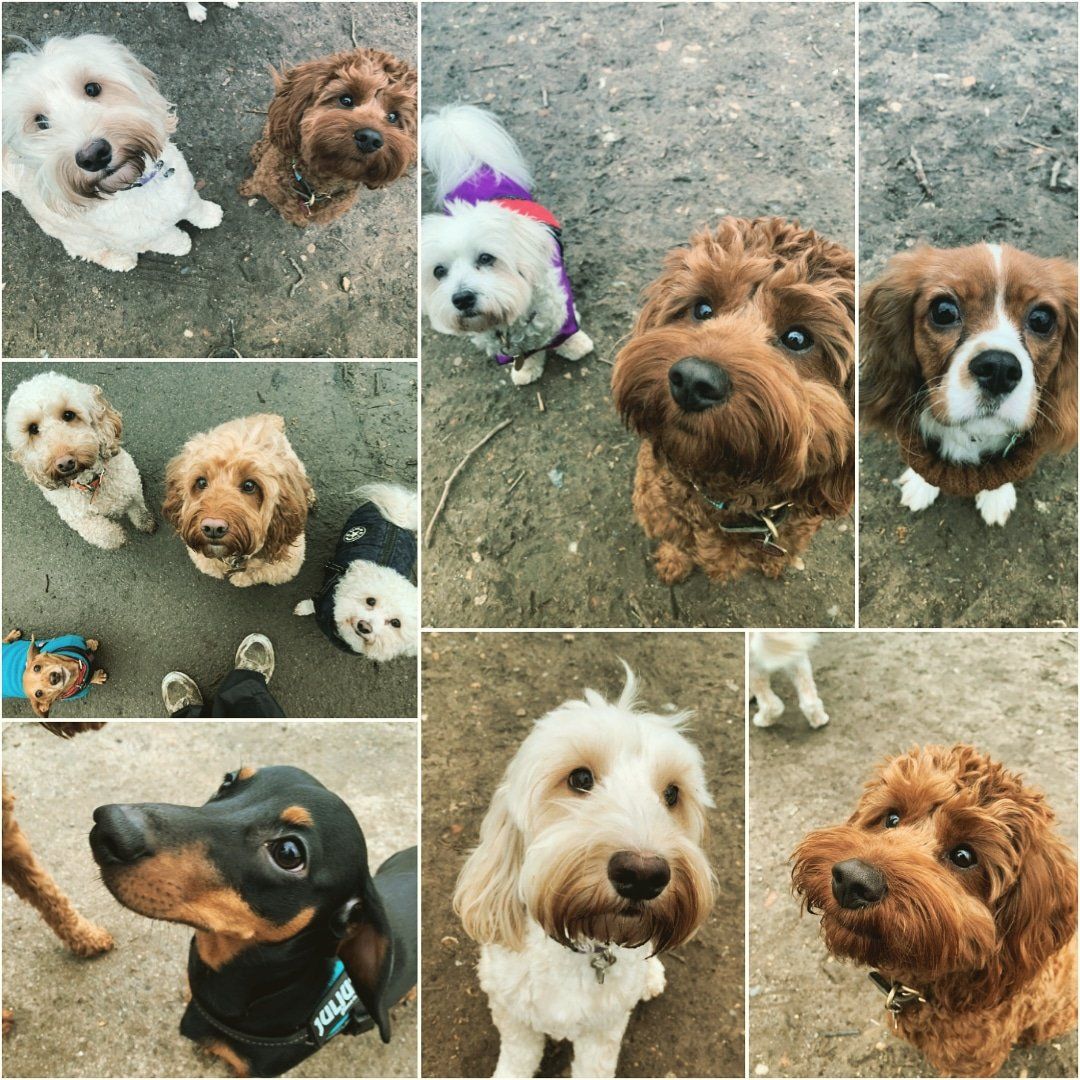 Puppies at the park