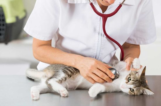 una veterinaria che visita un gatto