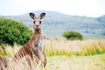 Australien Känguru © iStockphoto.com / James Thew