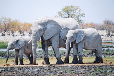 Namibia Elefanten © Helmut Hermann