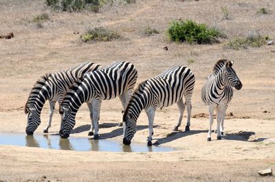Zebras im Addo Elephant Park © Carsten Blind
