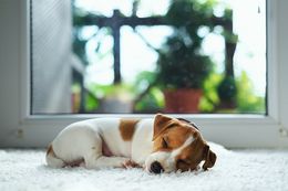 Sleeping Puppy On White Carpet