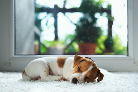 Sleeping Puppy On White Carpet