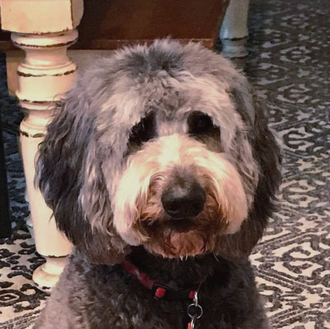 Shadow the dog