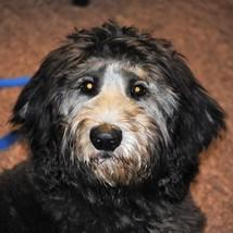 Shadow the dog
