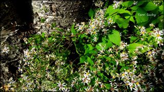 Aster divaricata 'Eastern Star'