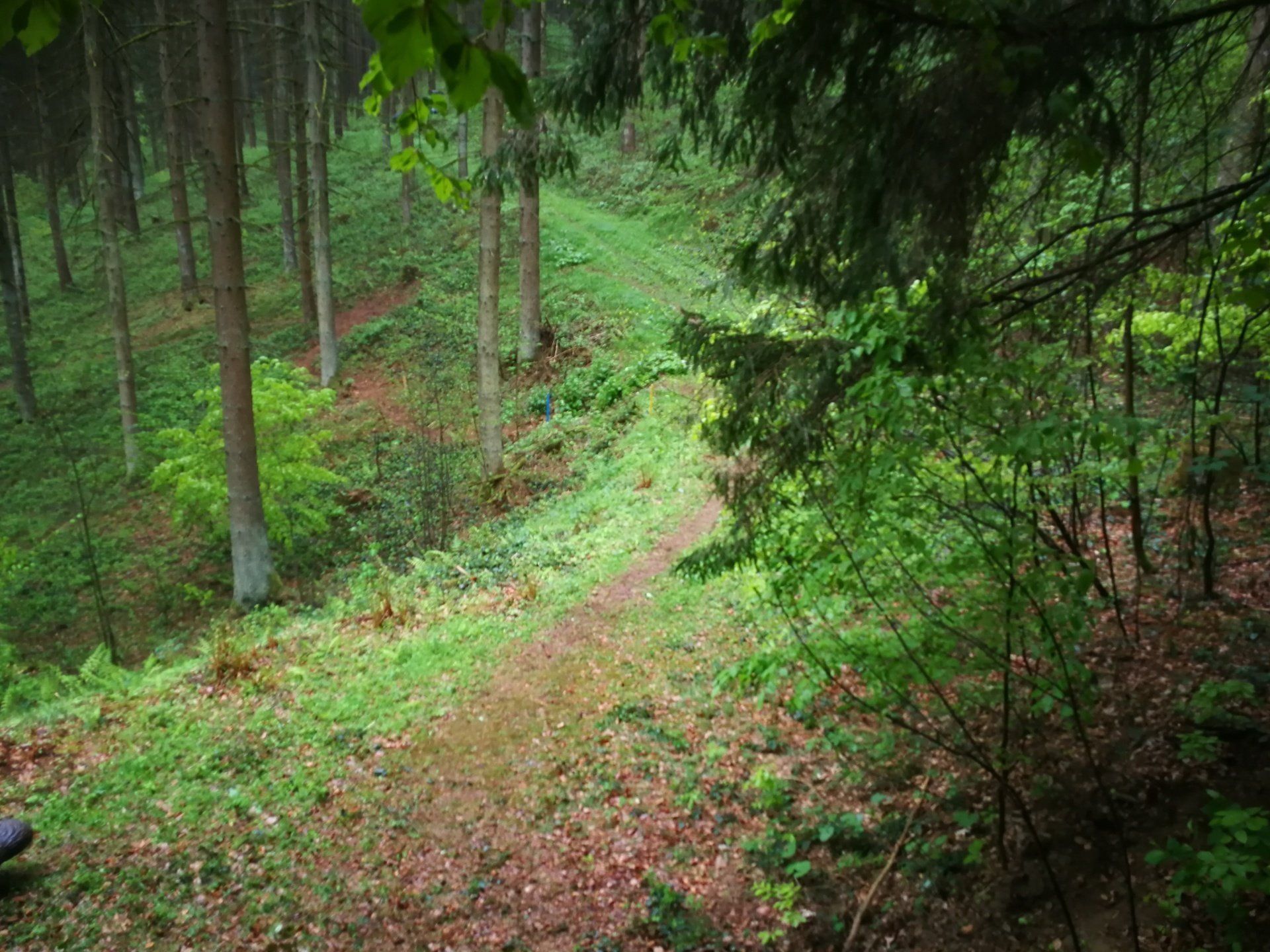 Ein Waldweg schlängelt sich bergab, umgeben von grünen Bäumen und dichtem Laub.