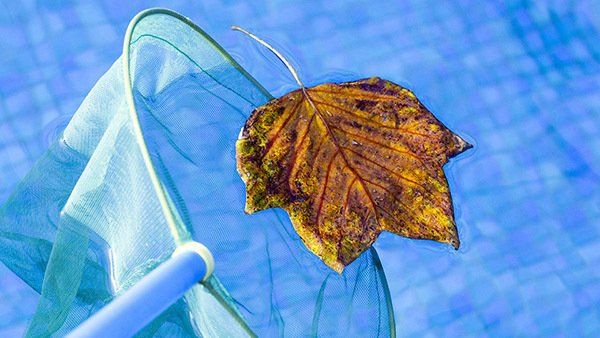 Scooping leaves from pool