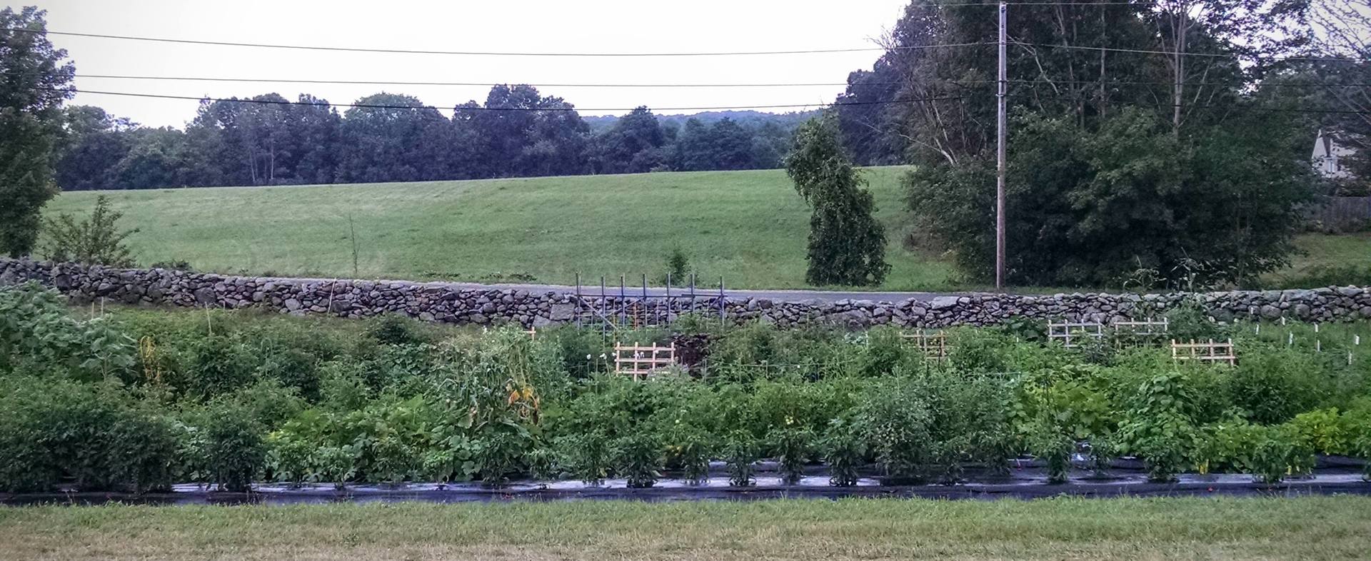 Allotment Garden