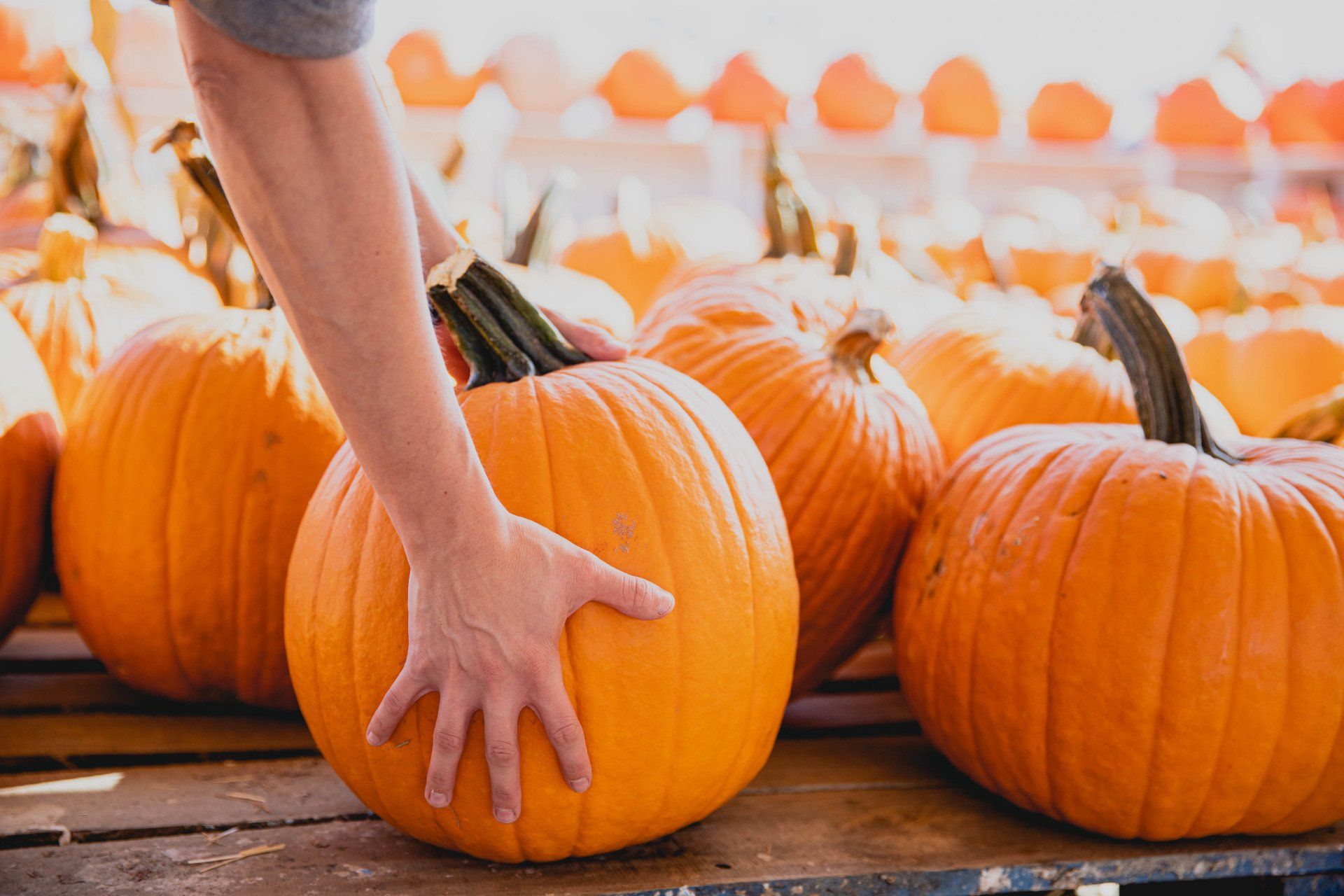 A person is touching a pumpkin with their hand