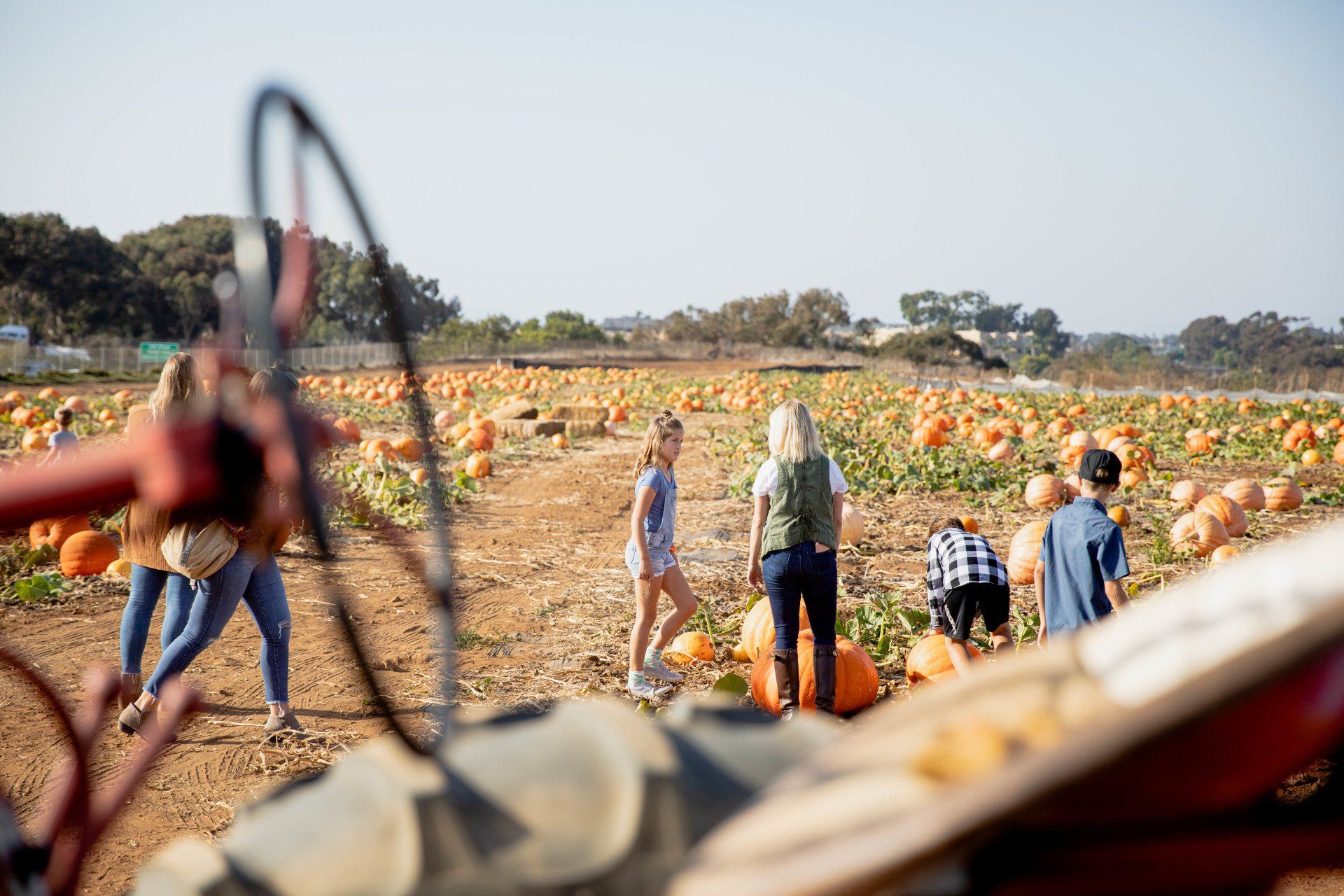 A group of people are picking pumpkins in a field