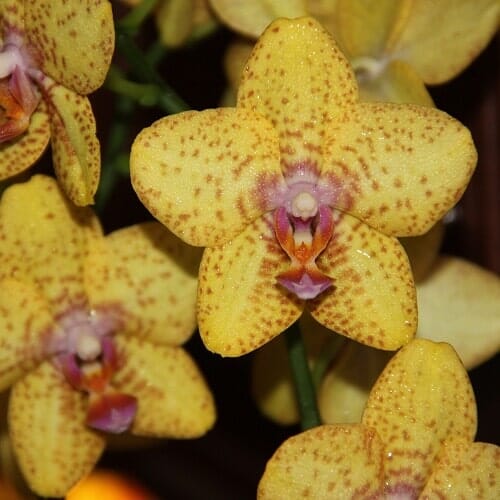 Un'orchidea gialla