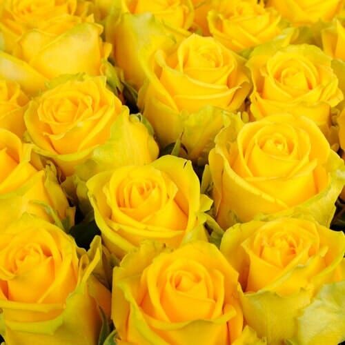 Rose gialle