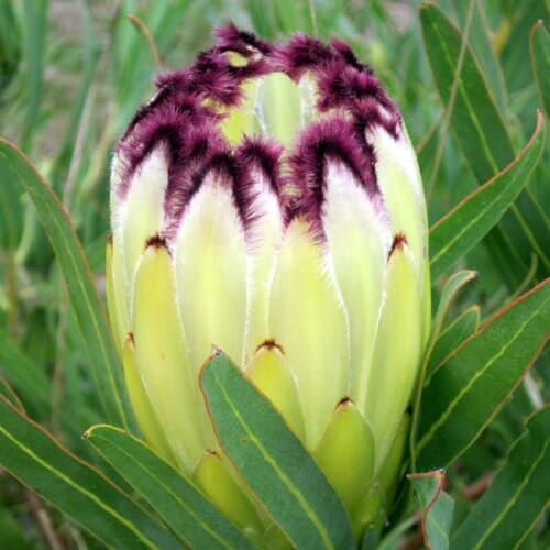 Un fiore esotico