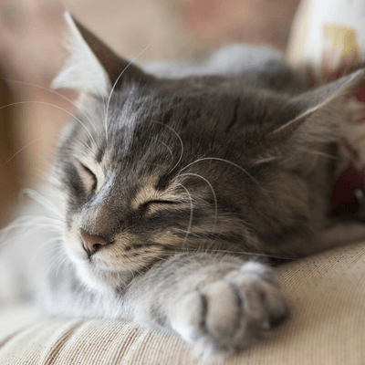 cats