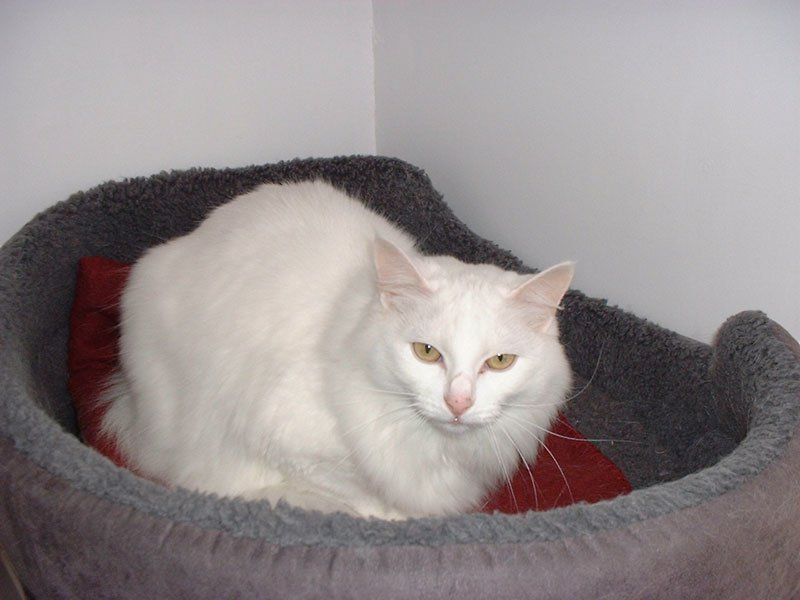 cat boarding 12