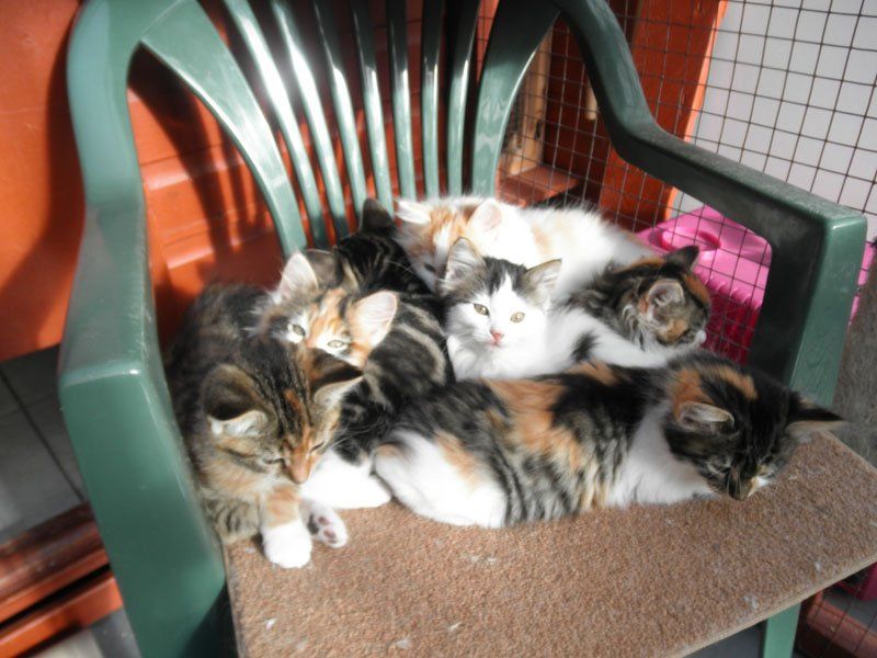 cat boarding 2