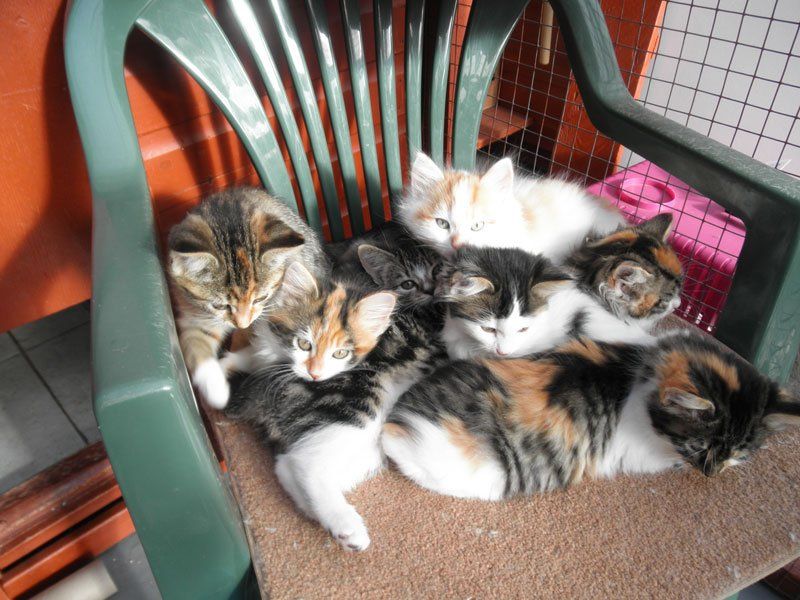 cat boarding 3