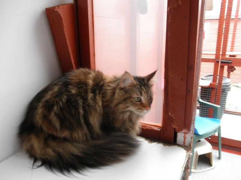 cat boarding 10