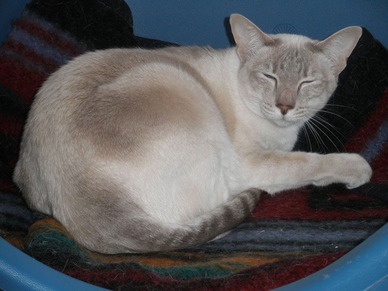 cat boarding 5