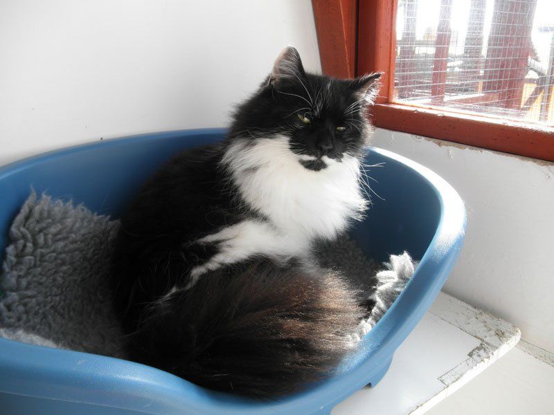cat boarding 7