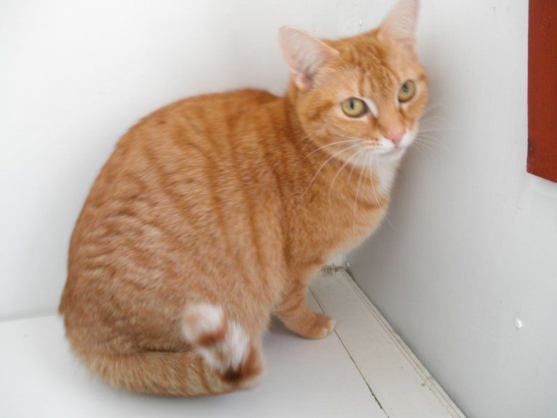 cat boarding 6