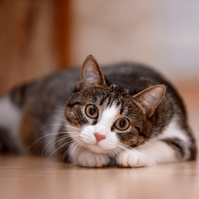 cats