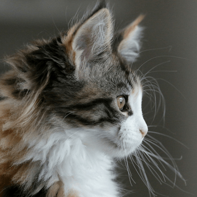 cat boarding