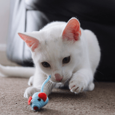 cats playing