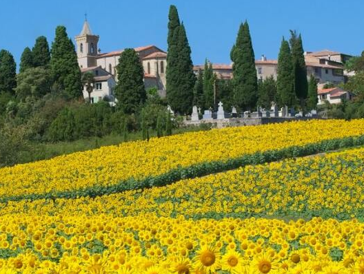 zonnebloemen-la-douce-france