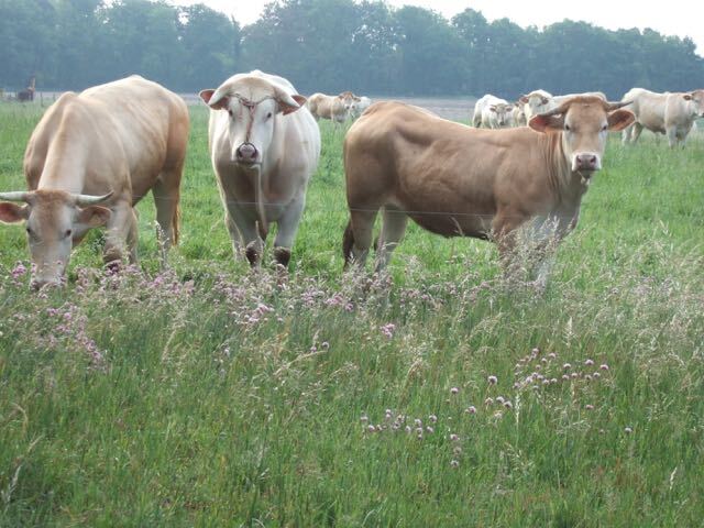 glamping en rust op natuurcamping