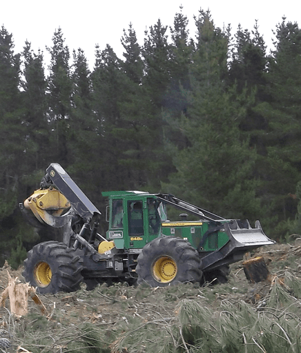 Tree service underway in Canterbury
