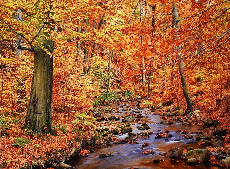 bosco autunnale