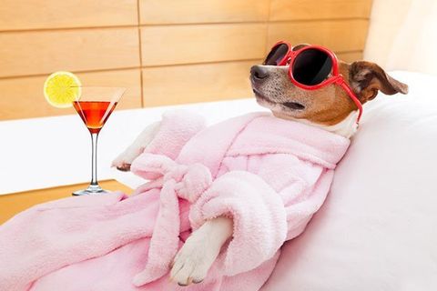 Happy Dog — Arlington, TX — Pet Club