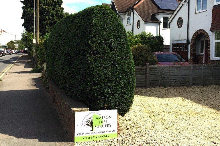 garden, tree and hedge maintenance