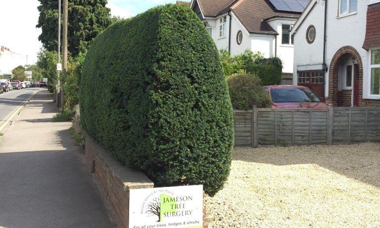 Hedge cutting