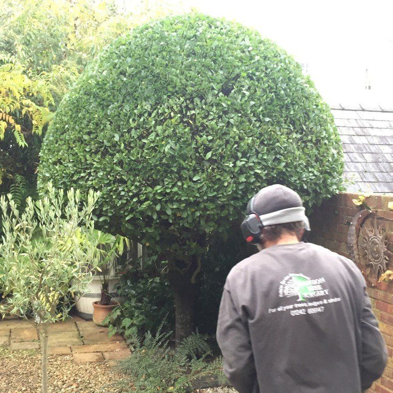 garden, tree and hedge maintenance