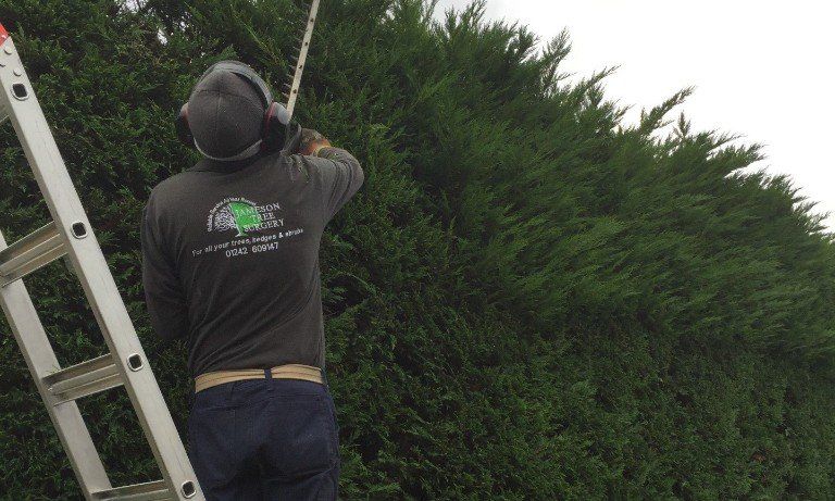 hedge cutting services