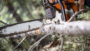 tree surgery