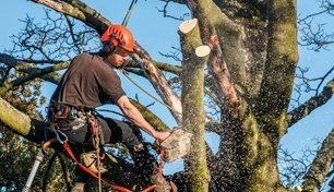 Tree surgery