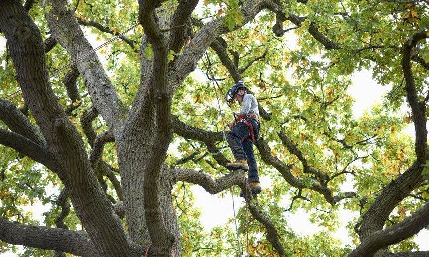 tree surgeons