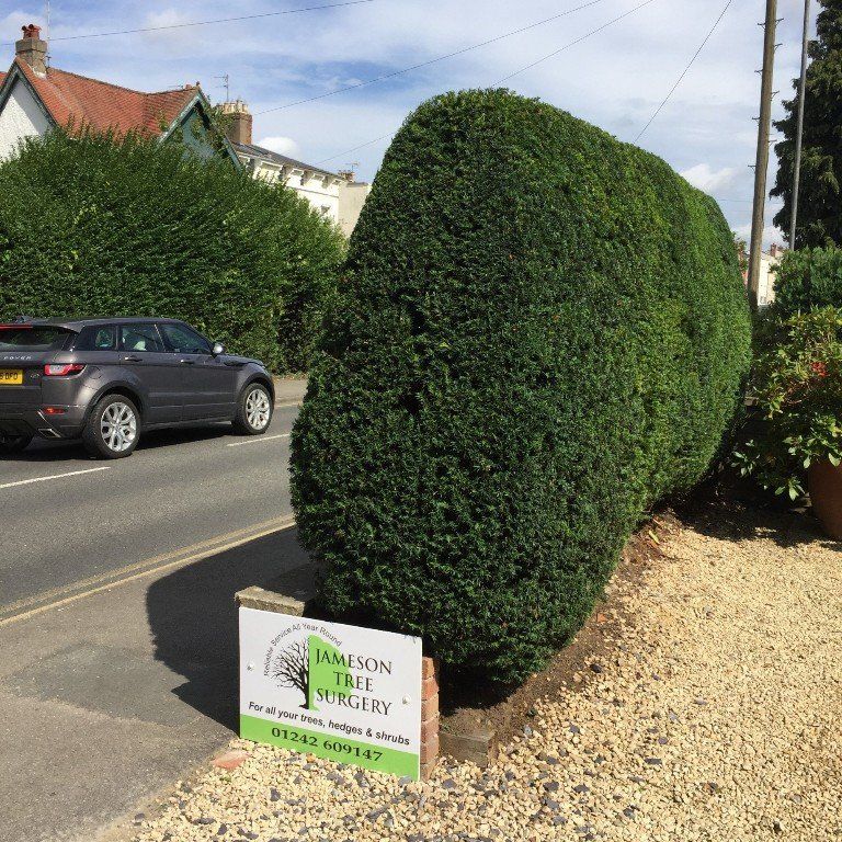 garden, tree and hedge maintenance
