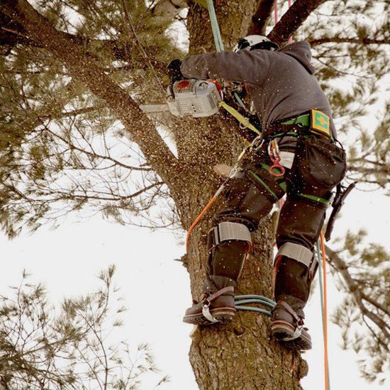 Tree felling