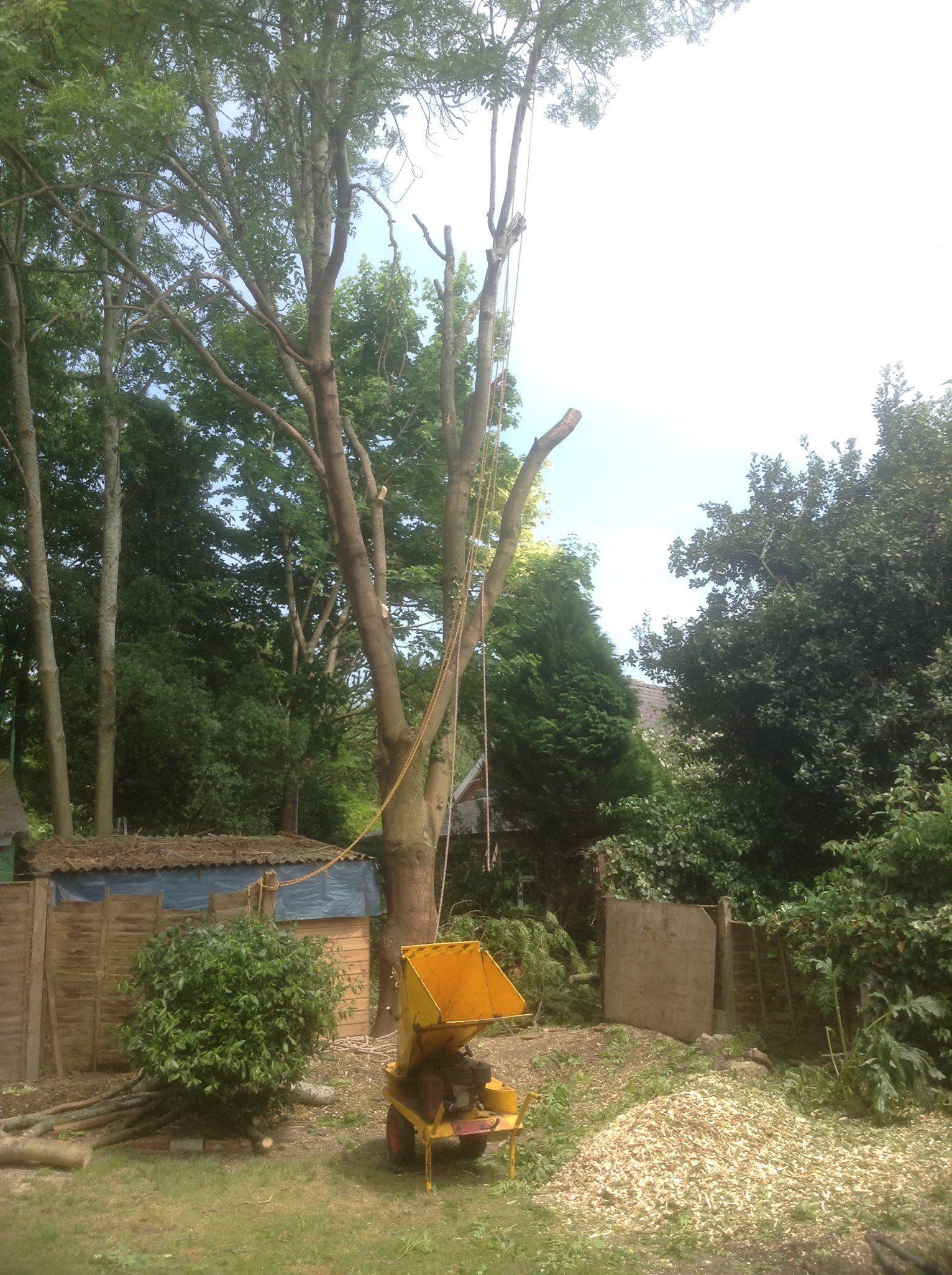 garden, tree and hedge maintenance