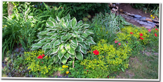 A garden filled with lots of plants and flowers