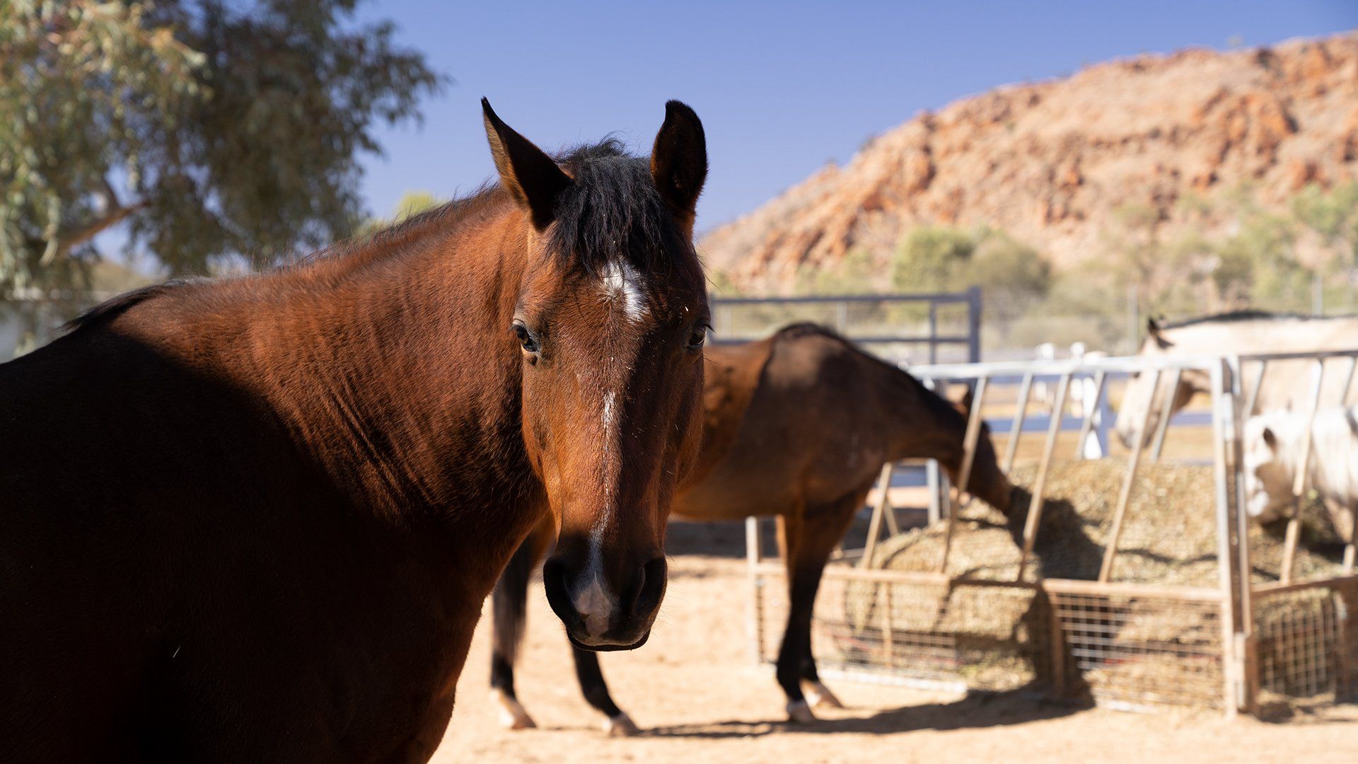 Brown horse with white blaze looks directly at the camera