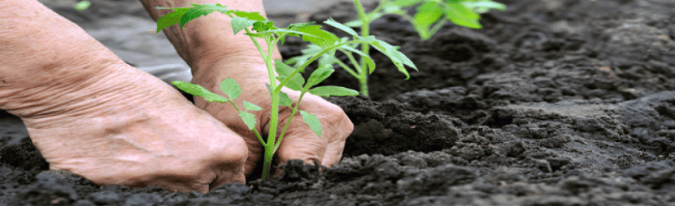 concimi e fertilizzanti