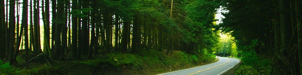 road through the forest